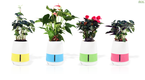 KJFMN5A MINI GARDEN 
