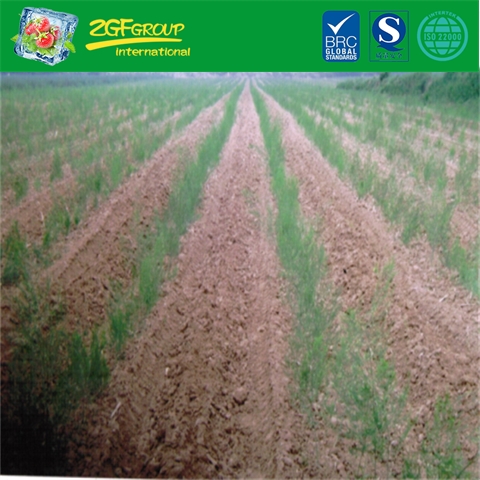 Green Asparagus Field