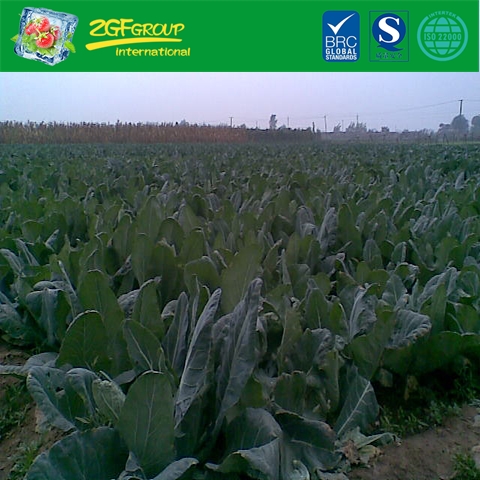 White Cauliflower Field
