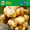 Supply New Season Fresh Ginger