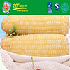 Instant Whole Sweet Corn